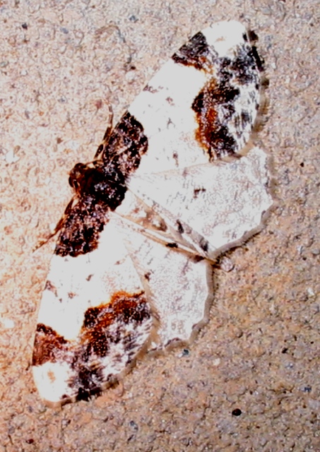 Ligdia adustata